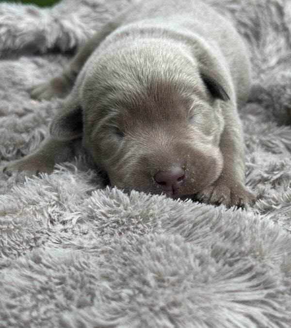 Silver labrador puppy for sale