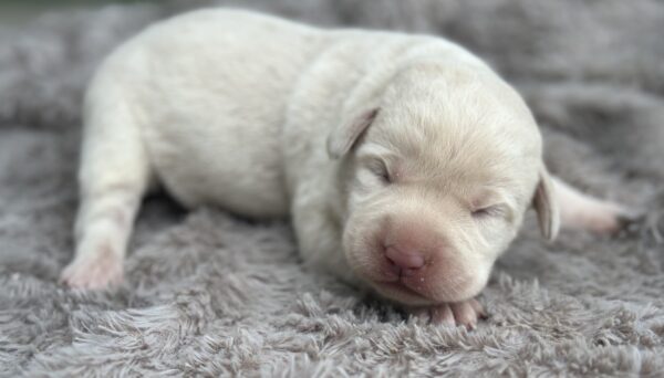 a Enlish cream labrador puppy sleeping on a blanket