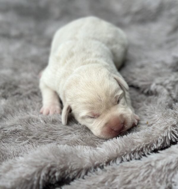 yellow labrador puppy sleeping on a blanket