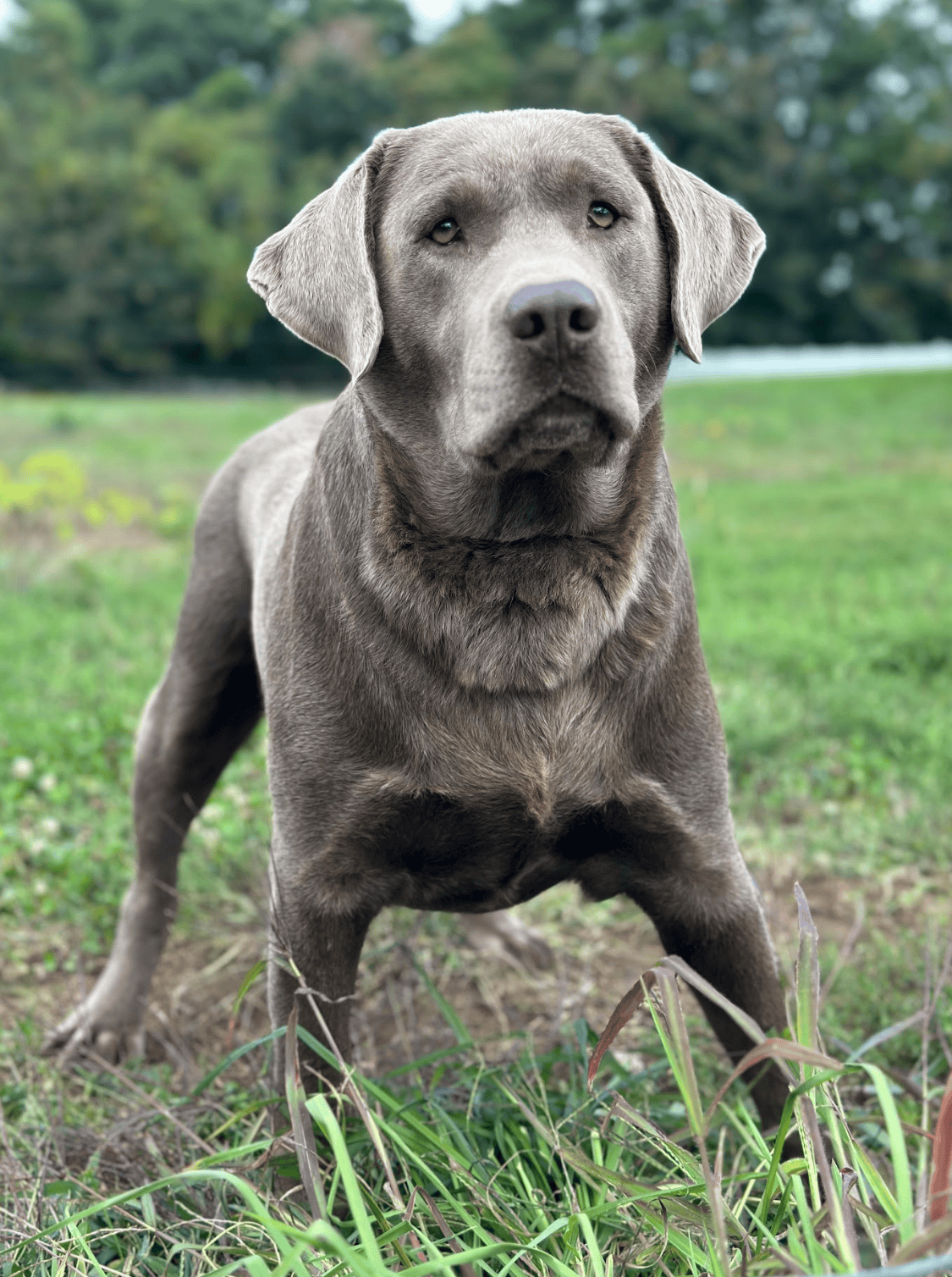 Silver labrador english standing bold and blocky