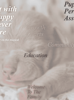 a close up of a puppy