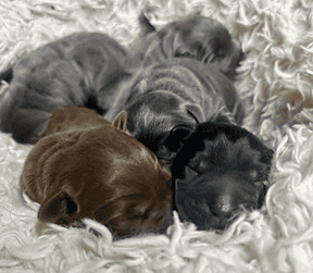 a group of puppies sleeping on a white blanket