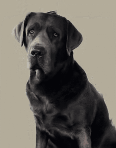 a black dog with a sad look