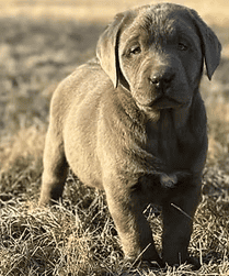a dog standing in grass