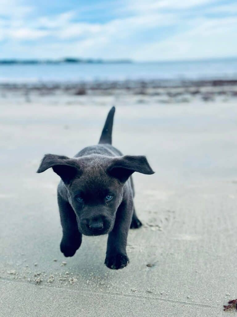 Run for your Charcoal lab puppy now- Wild Labradors