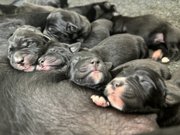 A group of black puppies sleeping together.