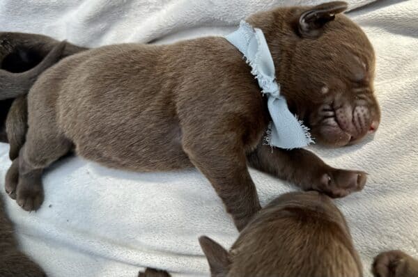 A group of puppies are laying on top of each other.