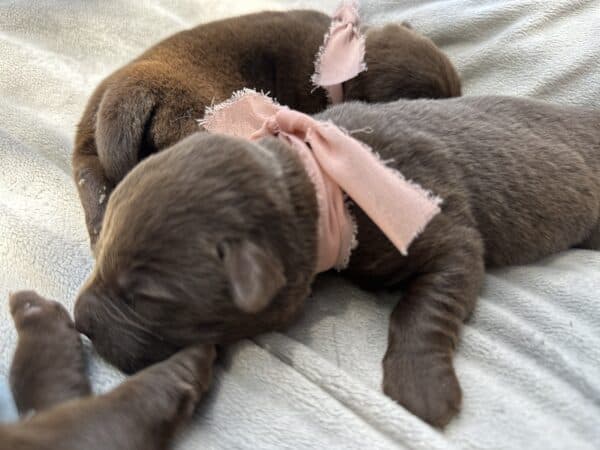 A group of puppies are laying on top of each other.