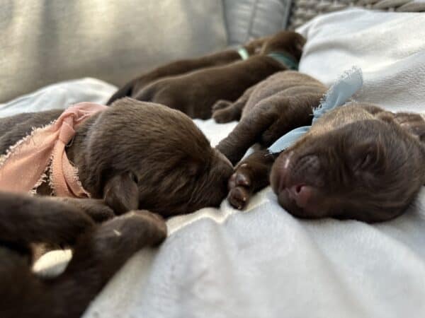 A group of puppies are laying on top of each other.
