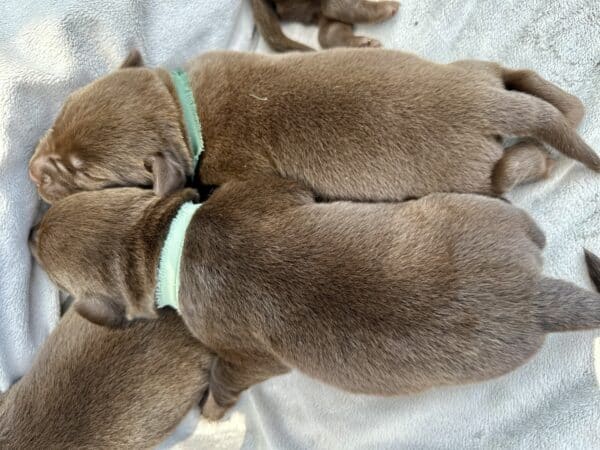 A group of puppies are laying on top of each other.