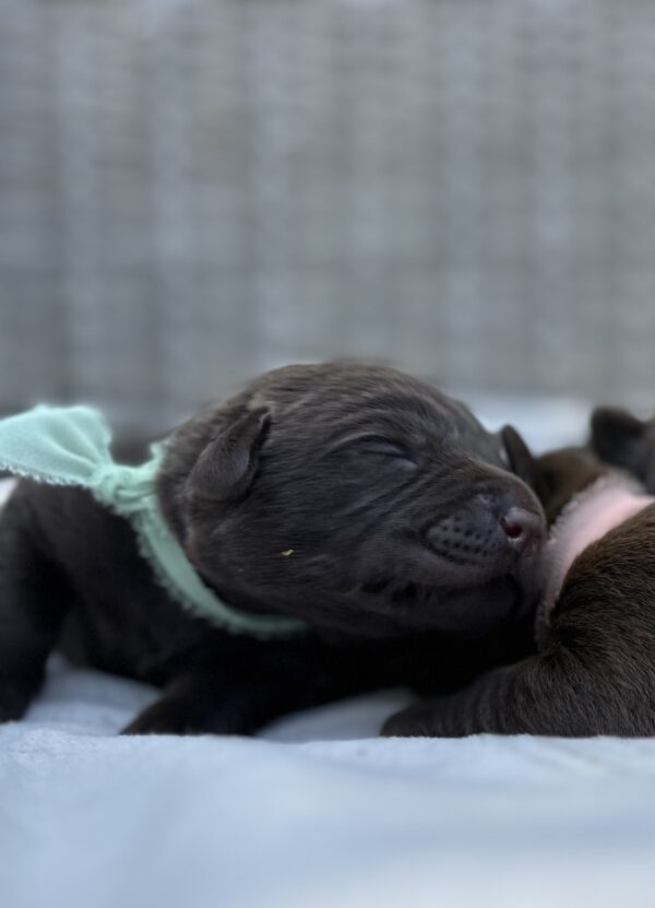 A group of puppies are laying on top of each other.
