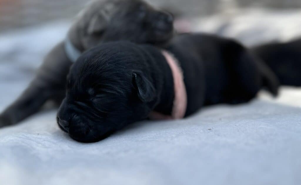 Nebbie | Black Female– Pick 2 of 2 (Ready Aug 2nd)