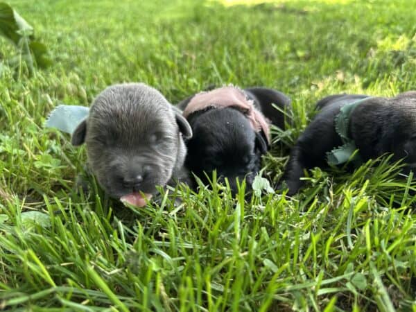 A group of puppies are laying on top of each other.
