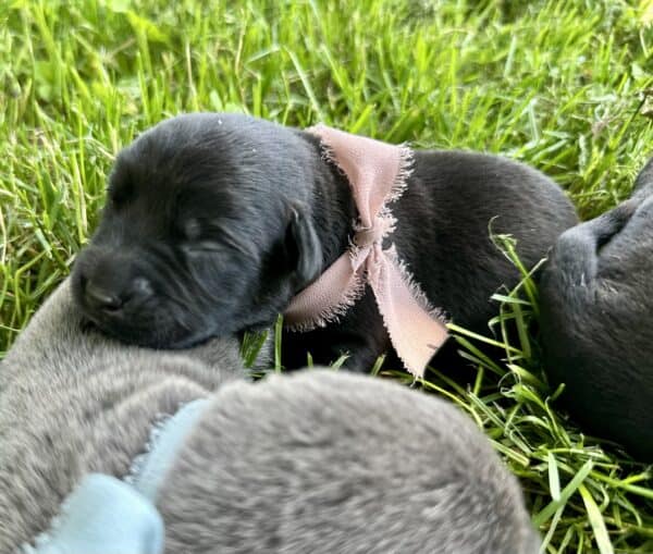 A group of puppies are laying on top of each other.