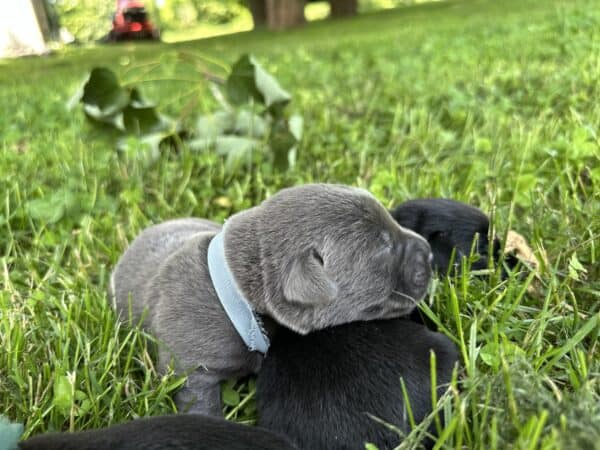 A group of puppies are laying on top of each other.