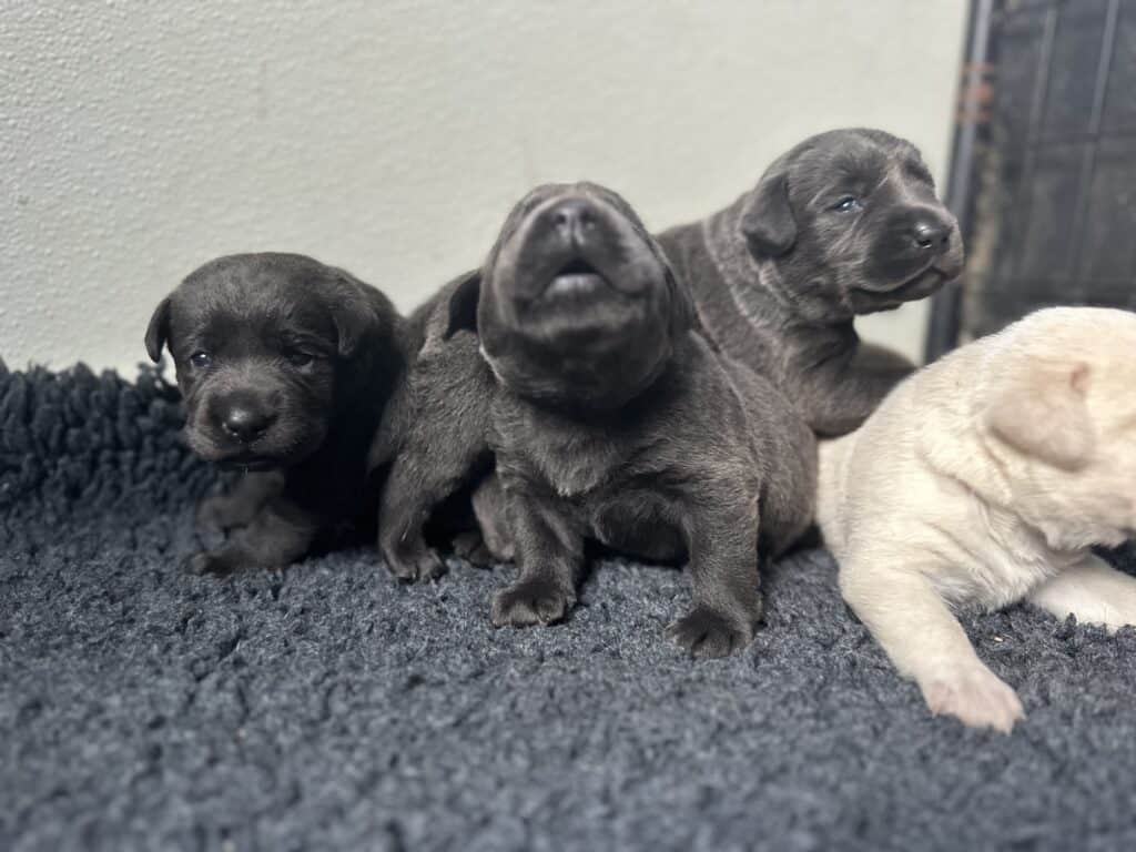 Selena | Charcoal Female– Pick 3 of 3 (Ready July 26th)