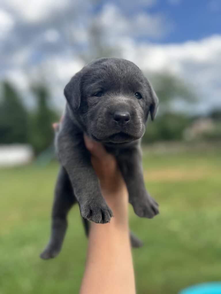 Selena | Charcoal Female– Pick 3 of 3 (Ready July 26th)