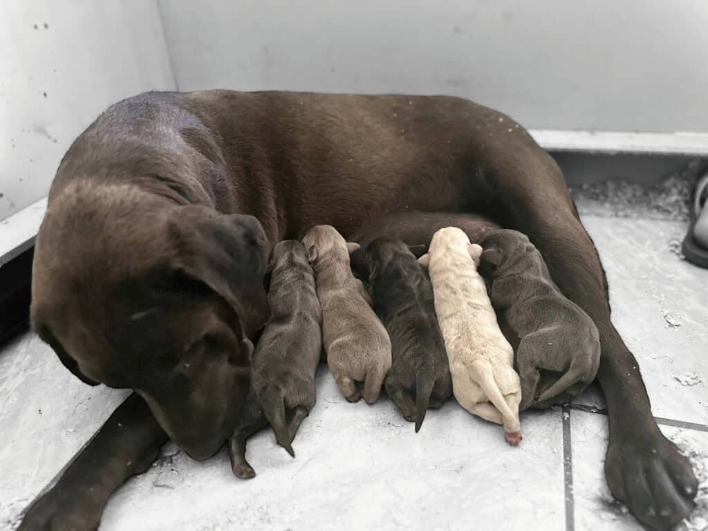 Charcoal labradors looking at her new puppies