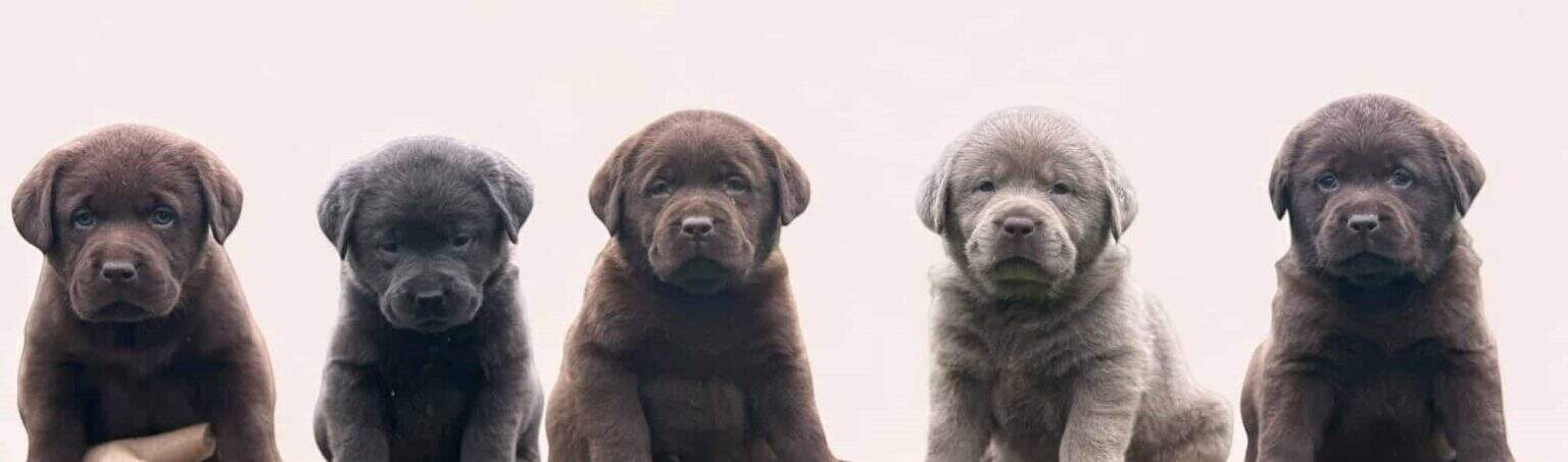 English Silver & Charcoal Labradors: Puppies In New York