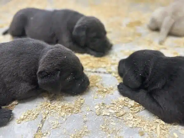 puppy's