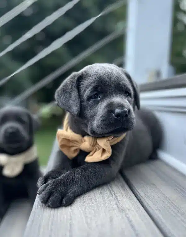 Luna 2nd Pick of 3 Charcoal Females