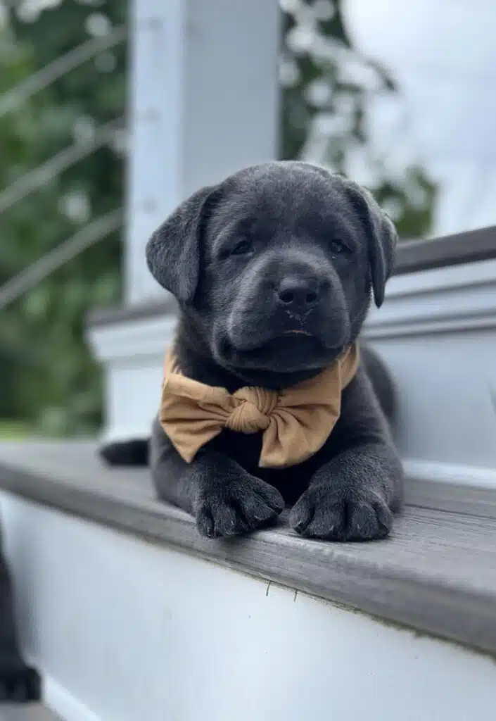 Selena | Charcoal Female– Pick 3 of 3 (Ready July 26th)