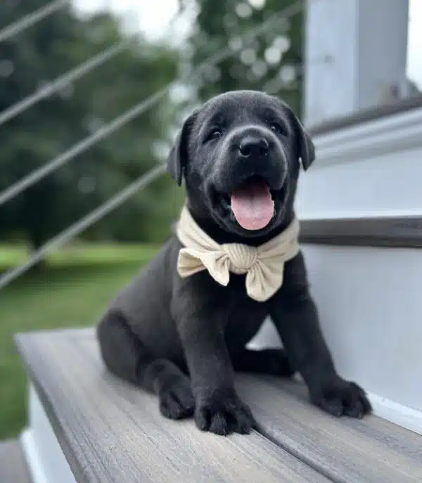 Luna 2nd Pick of 3 Charcoal Females