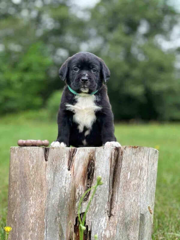 Luna 2nd Pick of 3 Charcoal Females