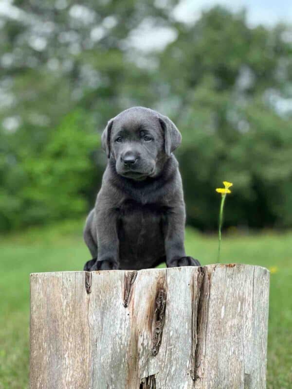 Vega 1st Pick of 3 Charcoal Females