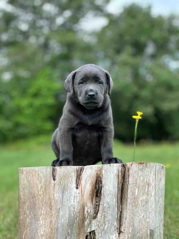 Luna 2nd Pick of 3 Charcoal Females - Image 9