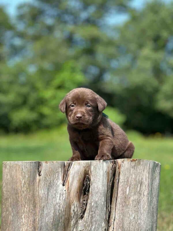 Chocolate Male 2 of 4