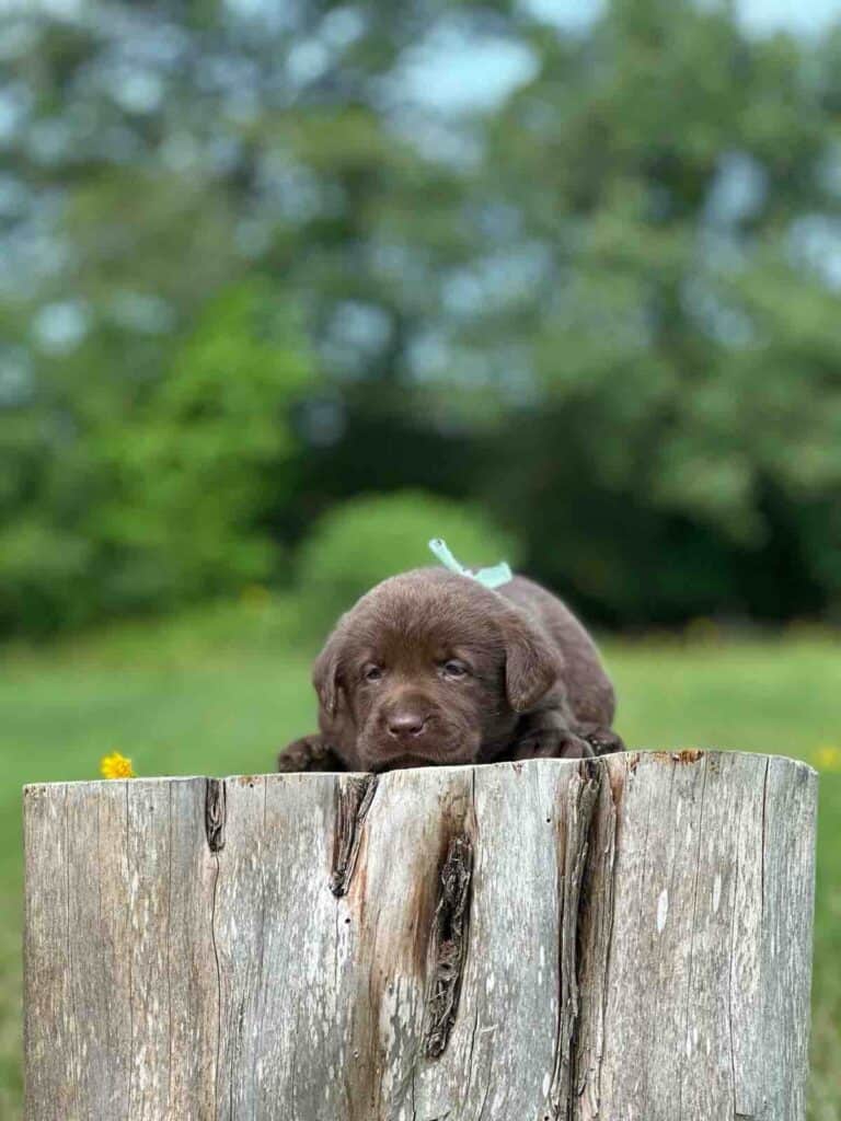 Chocolate Male 1 of 4