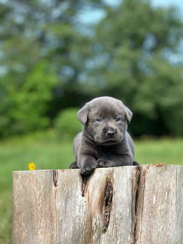 Luna 2nd Pick of 3 Charcoal Females