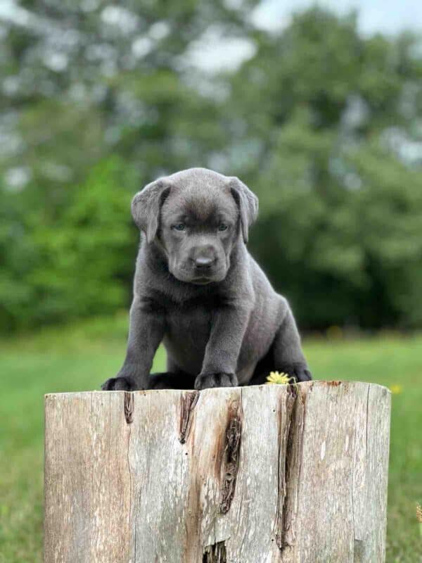 Vega 1st Pick of 3 Charcoal Females