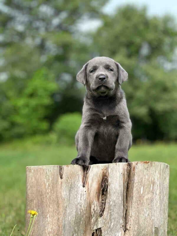Vega 1st Pick of 3 Charcoal Females