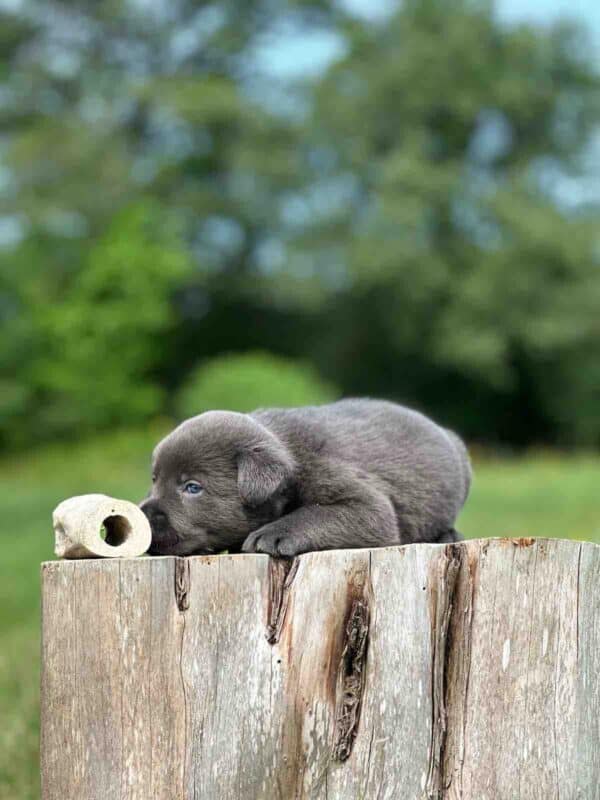 Luna 2nd Pick of 3 Charcoal Females