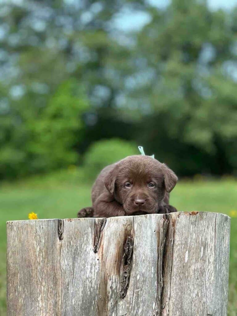 Chocolate Male 1 of 4