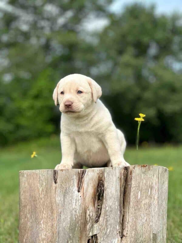 Vega 1st Pick of 3 Charcoal Females