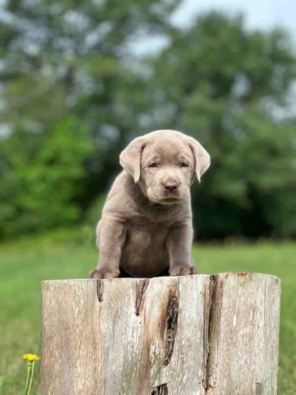 Luna 2nd Pick of 3 Charcoal Females