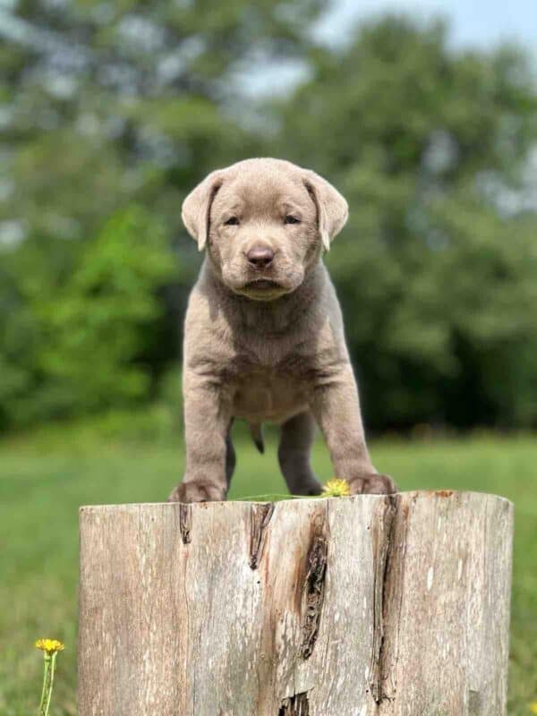 Vega 1st Pick of 3 Charcoal Females