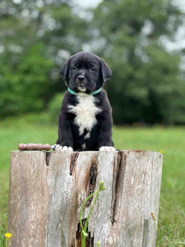 Luna 2nd Pick of 3 Charcoal Females