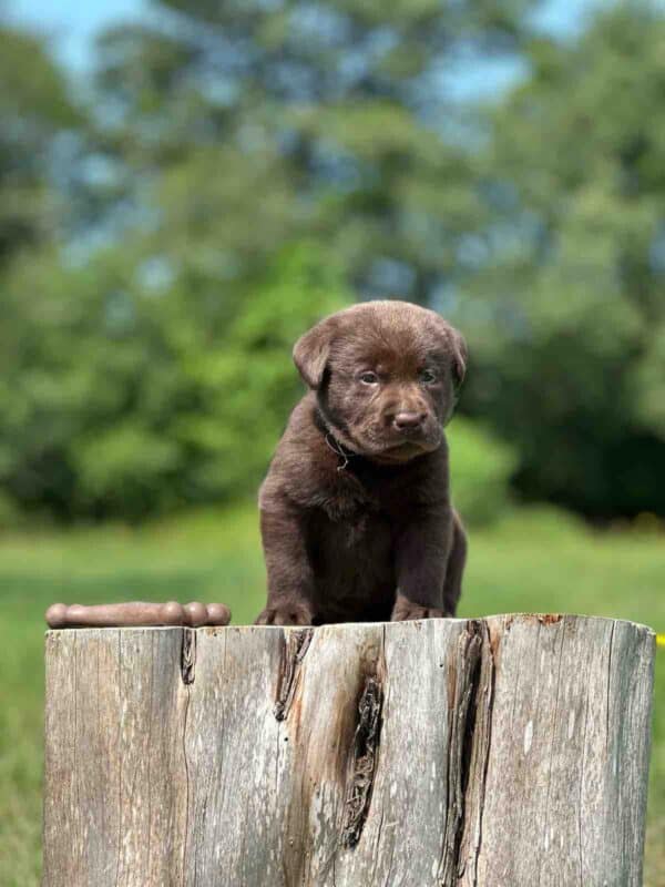 Luna 2nd Pick of 3 Charcoal Females