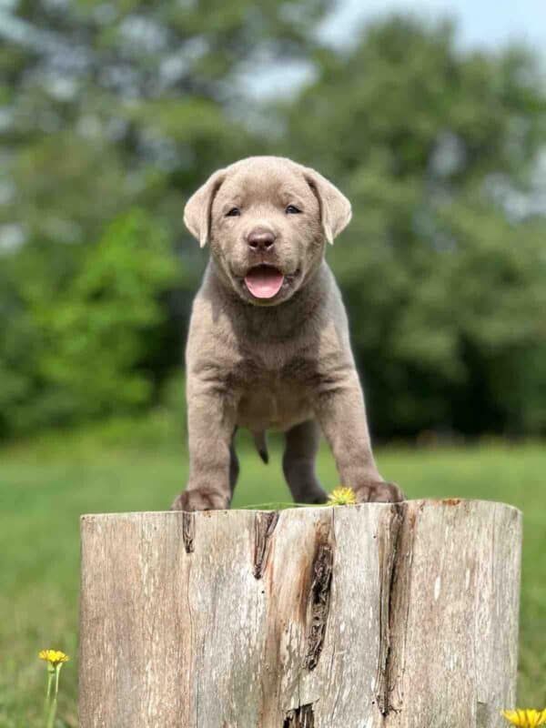 Vega 1st Pick of 3 Charcoal Females