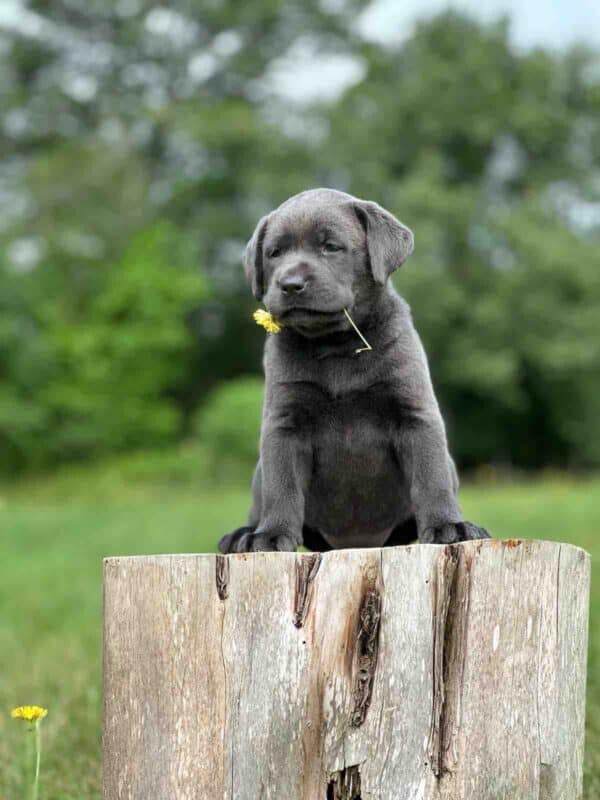 Vega 1st Pick of 3 Charcoal Females