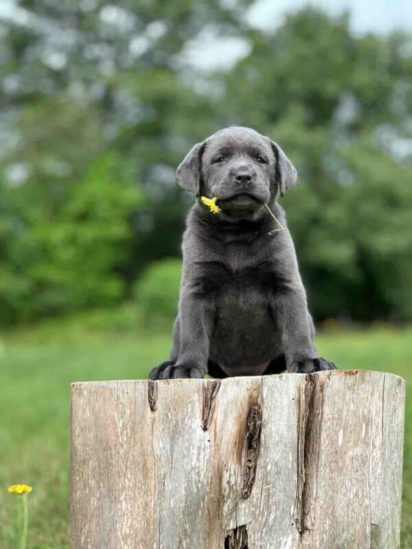 Vega 1st Pick of 3 Charcoal Females