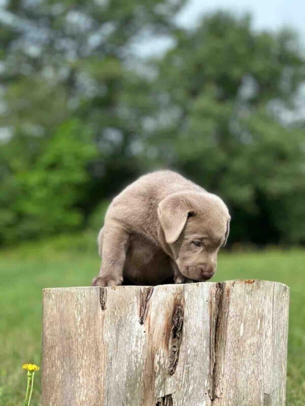 Luna 2nd Pick of 3 Charcoal Females