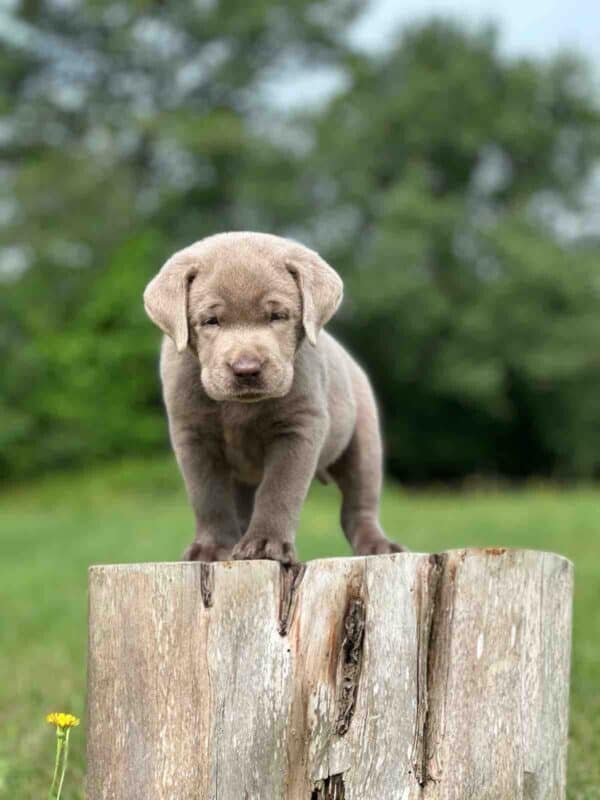Vega 1st Pick of 3 Charcoal Females