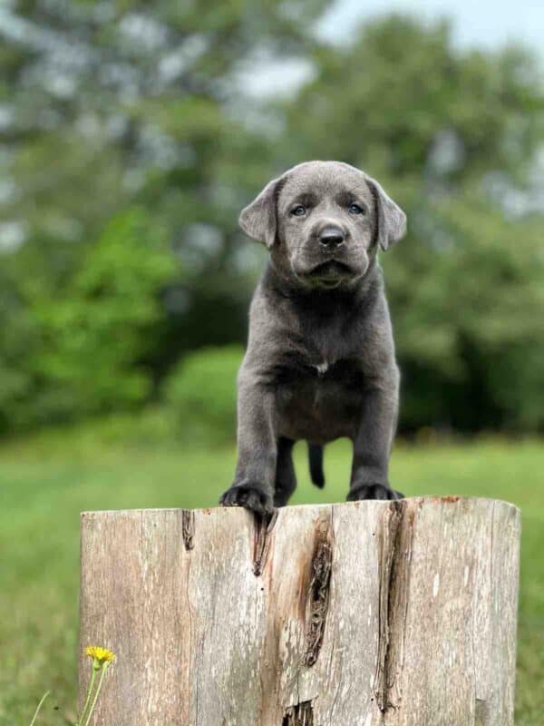 Vega 1st Pick of 3 Charcoal Females