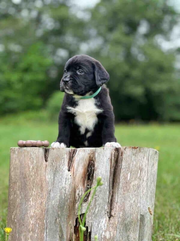 Luna 2nd Pick of 3 Charcoal Females
