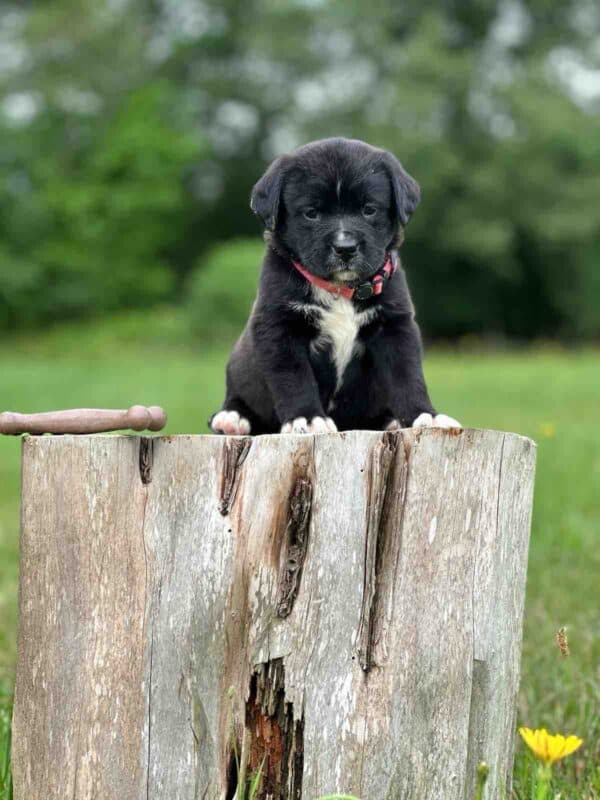 Misty Only Female -Labranard- St. Bernard/English Lab Hybrid
